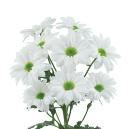 AMOR™ BIANCO