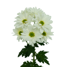FLORISSIMO™