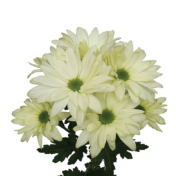 AMOR™ LIGHT MINT