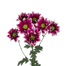 AMOR™ PURPLE SPLASH