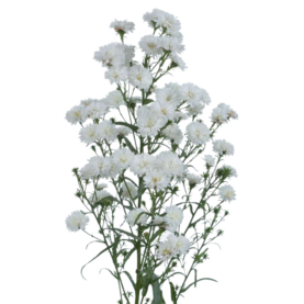 BLANCA™