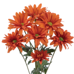 ATLANTIS™ ORANGE