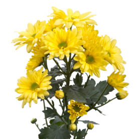 ATLANTIS™ YELLOW