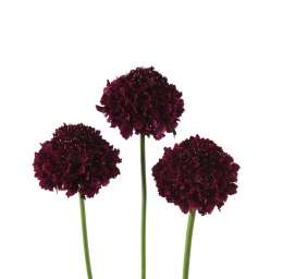 BON BON SCOOP™ MERLOT