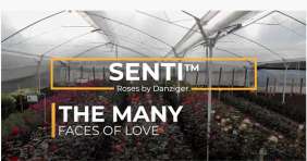 SENTI™ AMBIVALENT LOVE COLOMBIA