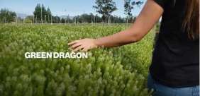 GREEN DRAGON®