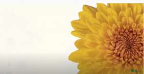 MULTISOL™