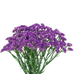 CRONE™ VIOLET