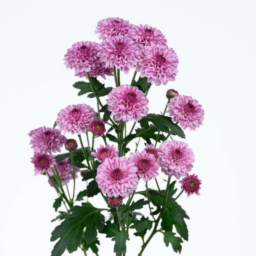 ENERGIA™ HIGHRISE PINK