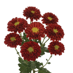 ESPERANZA™ ESCARLATA