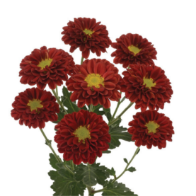 ESPERANZA™ ESCARLATA
