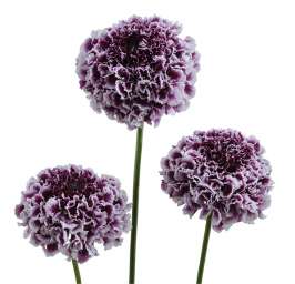 FOCAL SCOOP™ PURPLE LACE