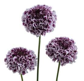 FOCAL SCOOP™ PURPLE LACE