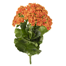 KALANCHOE CUTFLOWERS™ BI-COLOR