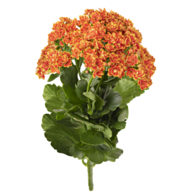 KALANCHOE CUTFLOWERS™ BI-COLOR