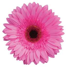 FLOELLA™
