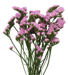 GRAVURE™ PINK