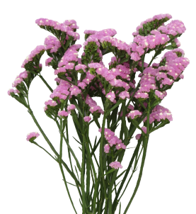 GRAVURE™ PINK