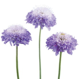 HOOP SCOOP™ LAVENDER