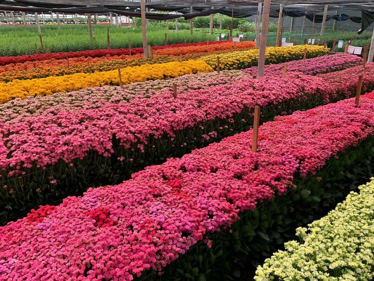 KALANCHOE CUTFLOWERS™ PINK
