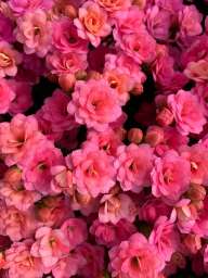 KALANCHOE CUTFLOWERS™ PINK