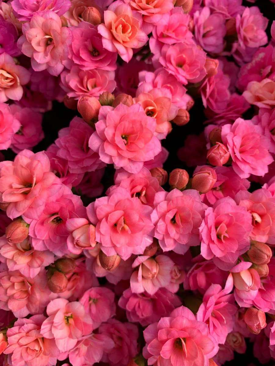 KALANCHOE CUTFLOWERS™ PINK