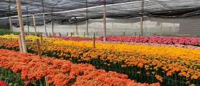 KALANCHOE CUTFLOWERS™ YELLOW