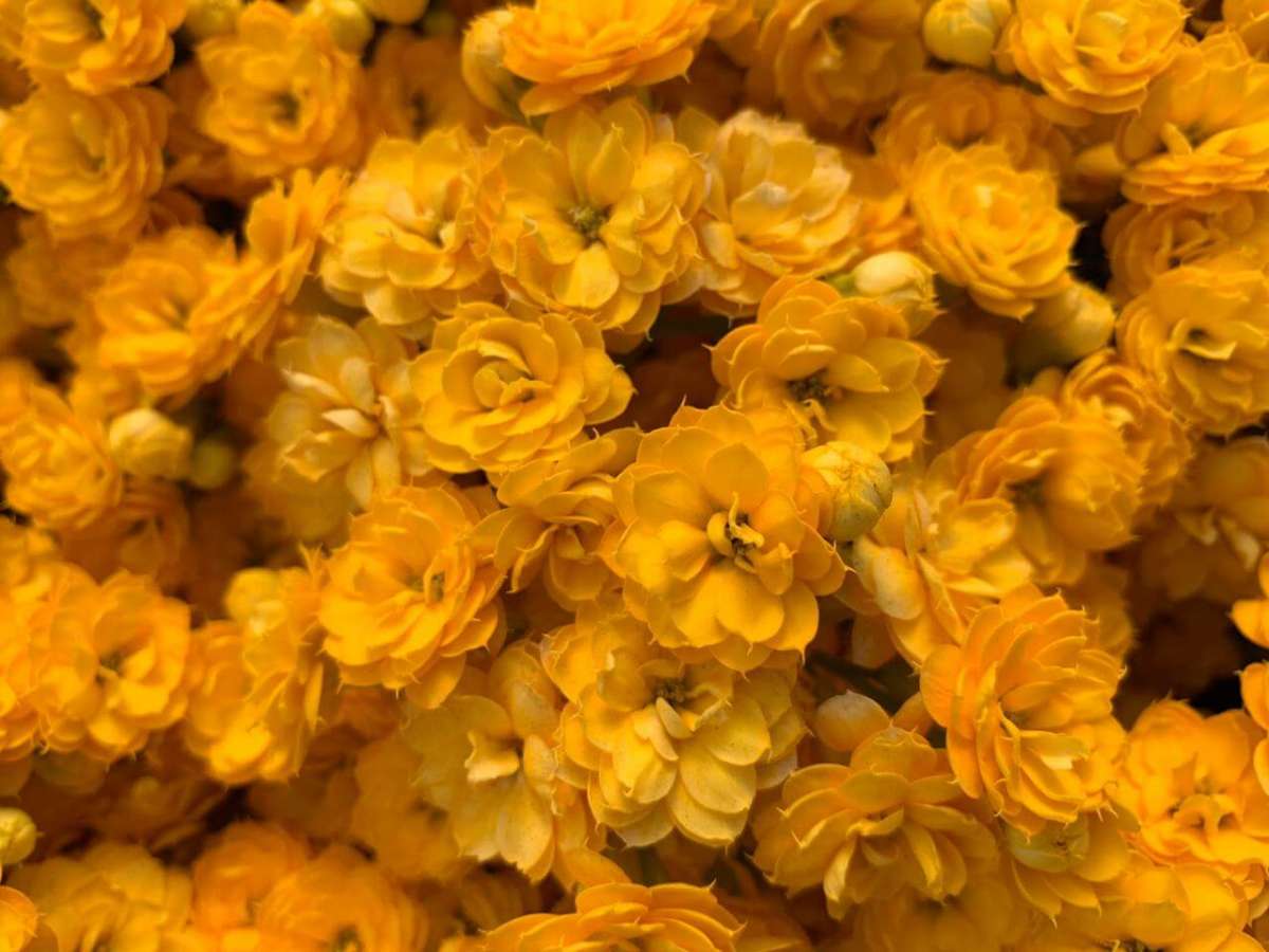 KALANCHOE CUTFLOWERS™ YELLOW