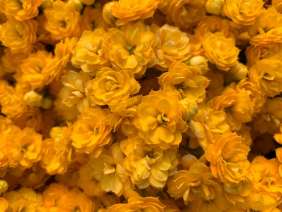 KALANCHOE CUTFLOWERS™ YELLOW