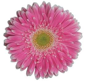 LIHI™