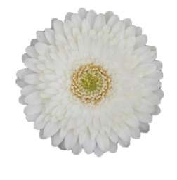 MICROWHITE™