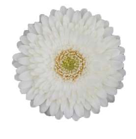 MICROWHITE™