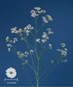 MILLION DAISY™