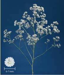 MILLION DAISY™