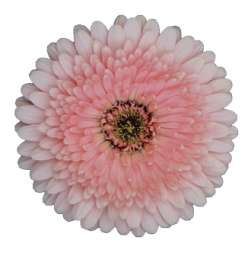 MINI PINK™