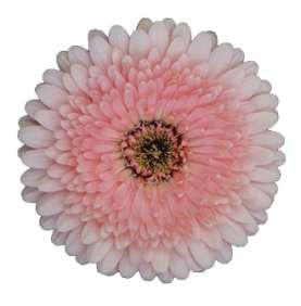 MINI PINK™