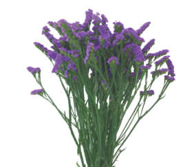 ORIZON™ VIOLET
