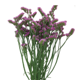 ORIZON™ PINK