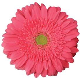 PETALI™