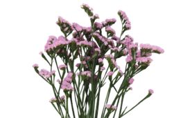 PREMIO™ PINK