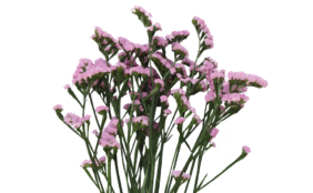 PREMIO™ PINK