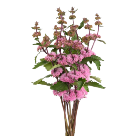 PAGODA™ DARK PINK