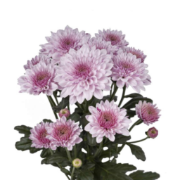 SOUFFLE™ PINK