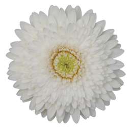 PETIT BLANC™