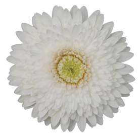 PETIT BLANC™