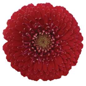 PETIT RED™