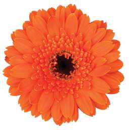 PETIT ORANGE™