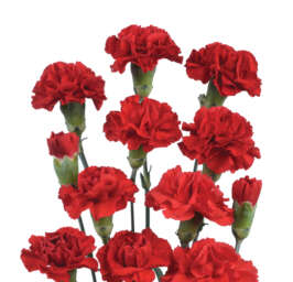 PIÑATA™ RED