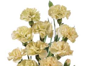 PIÑATA™ DUNE