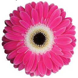 PINK EYECATCHER™